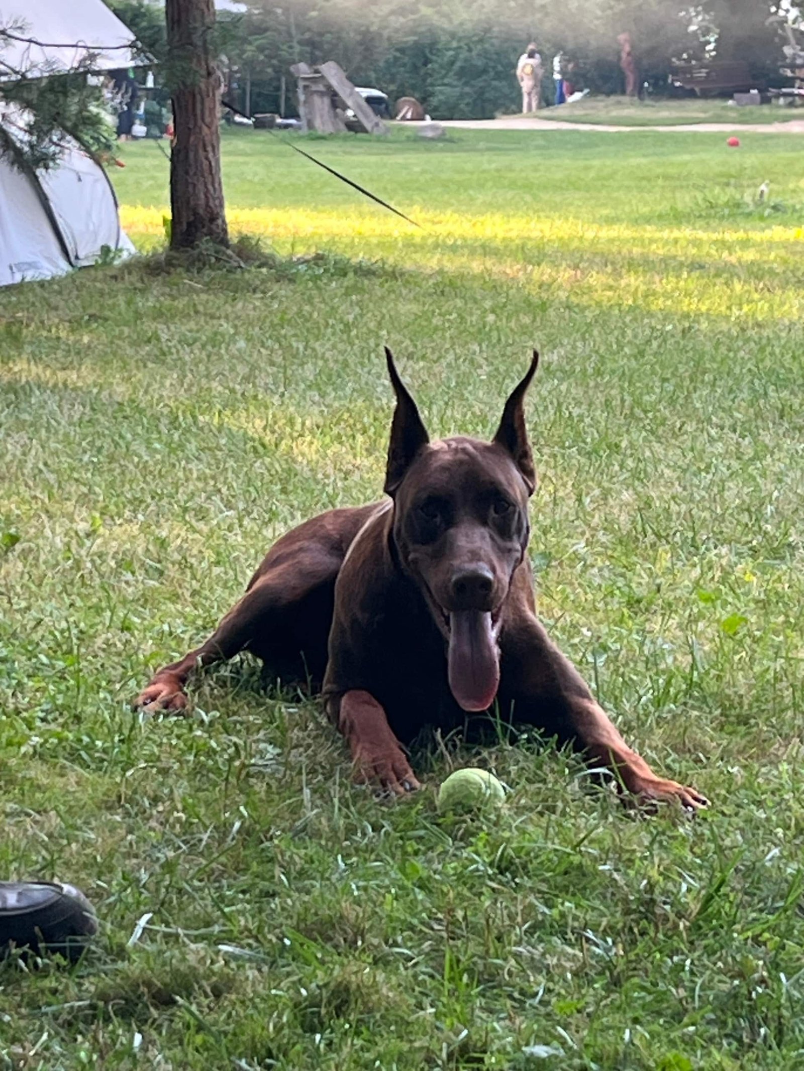 Bruno